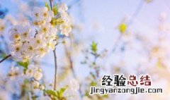 百花盛开美好的景象写一段话 怎么写百花盛开的话语