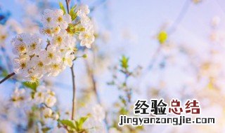 百花盛开美好的景象写一段话 怎么写百花盛开的话语