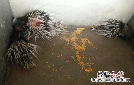 养豪猪失败的有多少 养豪猪失败的原因
