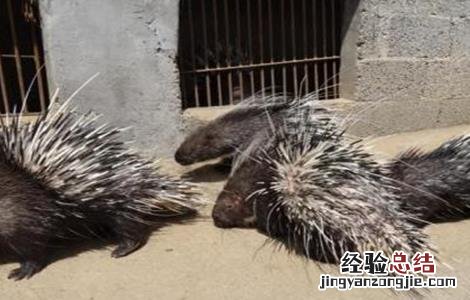 养豪猪失败的有多少 养豪猪失败的原因