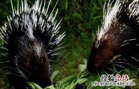 养豪猪失败的有多少 养豪猪失败的原因