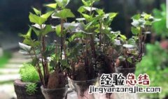 红薯发芽怎么种成盆栽水养 红薯发芽怎么种成盆栽