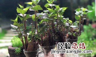 红薯发芽怎么种成盆栽水养 红薯发芽怎么种成盆栽