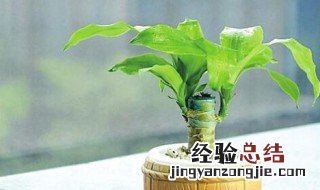 巴西木怎么养护好 巴西木该怎么养,非常简单,买了的赶紧进来看看吧