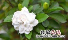 栀子花什么时候扦插繁殖 栀子花几月份扦插好