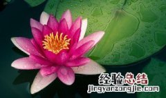 怎样形容睡莲的美 形容睡莲的美的句子