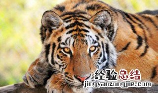 1998年属虎的幸运色 属虎的幸运色