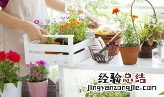 植物的繁殖方式有哪些 植物的繁殖方式有哪些?各自 有什么特征?