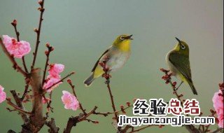 关于鸟的诗句 鸟的诗句有什么