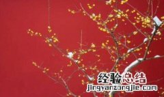 关于梅花的诗 梅花的诗有什么