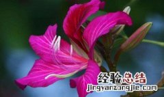 紫荆花的传说 紫荆花出自哪里