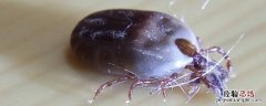 怎么杀死蜱虫 如何灭杀蜱虫
