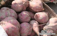 豪猪喂养技术培训 豪猪喂养技术