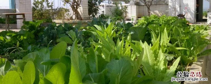 种好菜必须具备的条件,种菜适合用什么土比较好