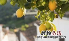 柠檬树不开花不结果要怎样养护 柠檬树不开花不结果要怎样养护呢