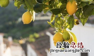 柠檬树不开花不结果要怎样养护 柠檬树不开花不结果要怎样养护呢