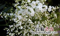 珍珠绣线菊的养殖方法和注意事项 珍珠绣线菊怎么养护