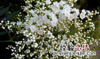 珍珠绣线菊的养殖方法和注意事项 珍珠绣线菊怎么养护