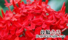 关于龙船花的传说 龙船花为什么叫龙船花