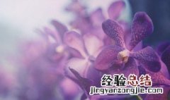 兰花的传说故事 兰花的传说