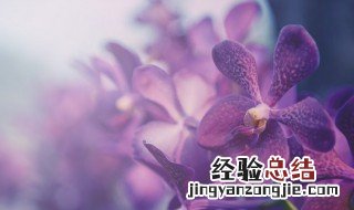 兰花的传说故事 兰花的传说