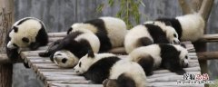 熊猫的尾巴像什么形状 熊猫的尾巴像什么形状图