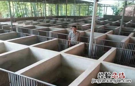 豪猪人工繁殖技术要点 豪猪如何繁殖