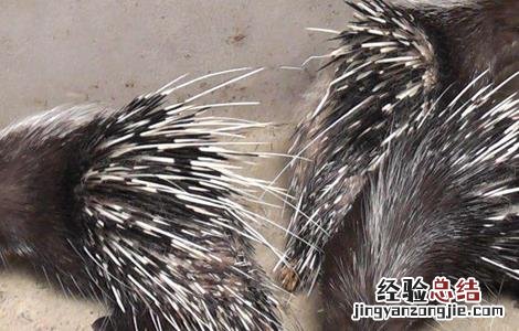 豪猪人工繁殖技术要点 豪猪如何繁殖