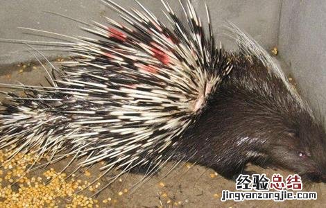 豪猪人工繁殖技术要点 豪猪如何繁殖
