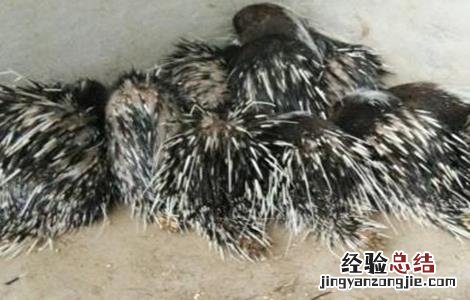 豪猪人工繁殖技术要点 豪猪如何繁殖
