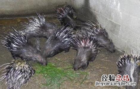 豪猪的繁殖技术 豪猪的繁殖技术是什么