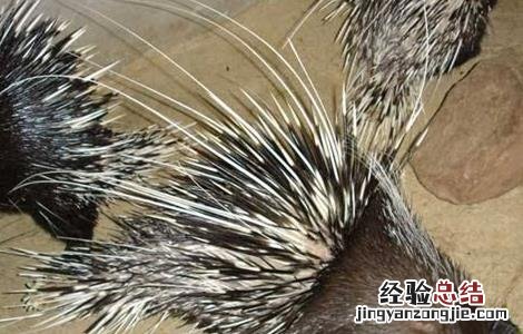 豪猪的繁殖技术 豪猪的繁殖技术是什么