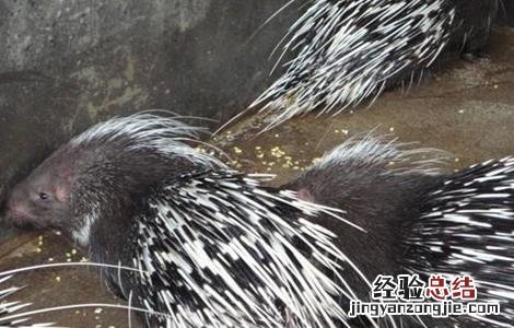 豪猪的养殖技术有哪些 豪猪的养殖技术