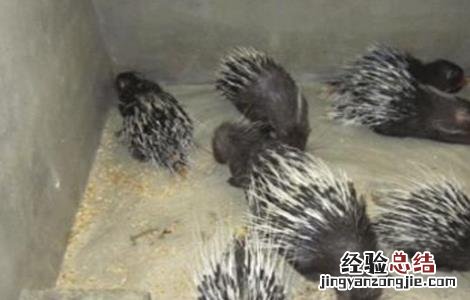 豪猪的养殖技术有哪些 豪猪的养殖技术