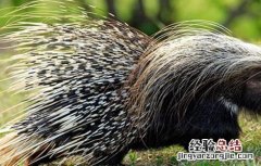养殖豪猪该注意什么 养殖豪猪该注意什么问题
