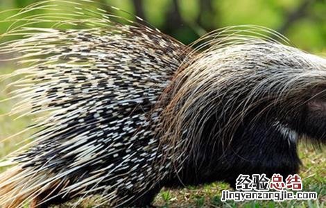 养殖豪猪该注意什么 养殖豪猪该注意什么问题