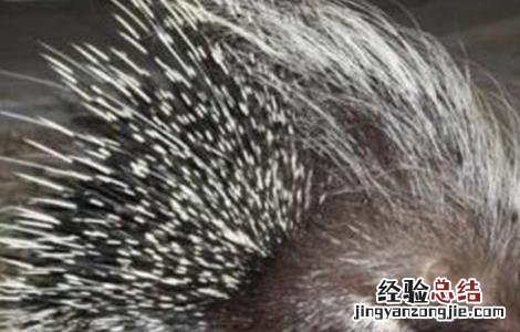 豪猪养殖的方向是什么 豪猪养殖的方向