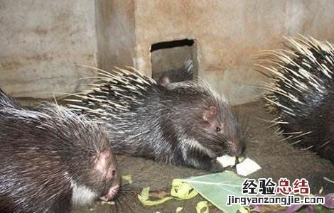 豪猪养殖的方向是什么 豪猪养殖的方向