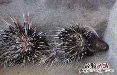 豪猪养殖前景及销路 豪猪的养殖成本和利润分析
