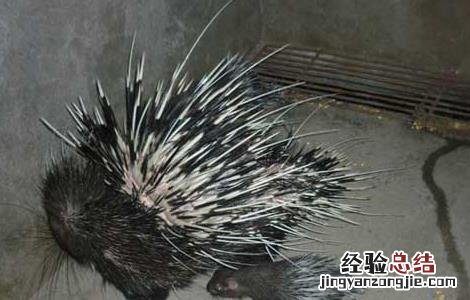 现在养殖豪猪有销路吗 豪猪现在还能养殖吗