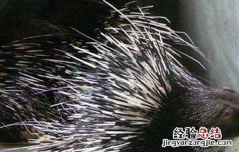 现在养殖豪猪有销路吗 豪猪现在还能养殖吗