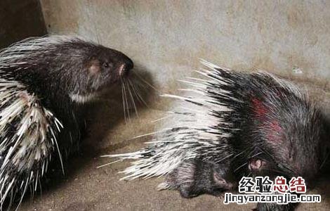 现在养殖豪猪有销路吗 豪猪现在还能养殖吗