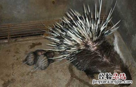 现在养殖豪猪有销路吗 豪猪现在还能养殖吗