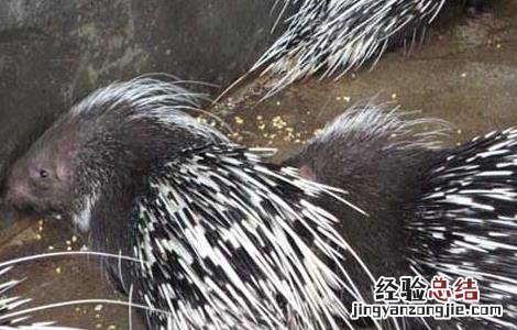 养殖豪猪需投资多少钱