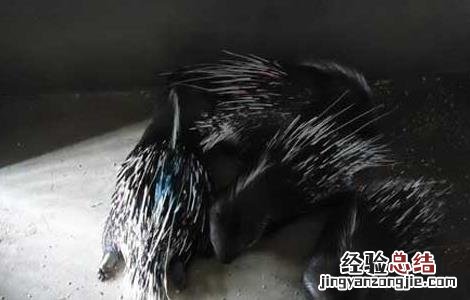 养殖豪猪需投资多少钱