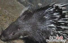 养殖豪猪需投资多少钱