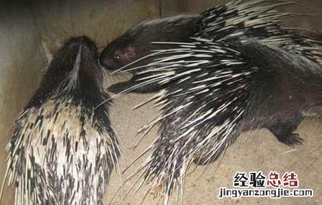 养殖豪猪需投资多少钱