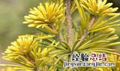 金松盆景 金松养护