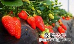 草莓苗几月份栽种最好 草莓几月份种植最好