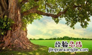 相思树的传说 相思树来源